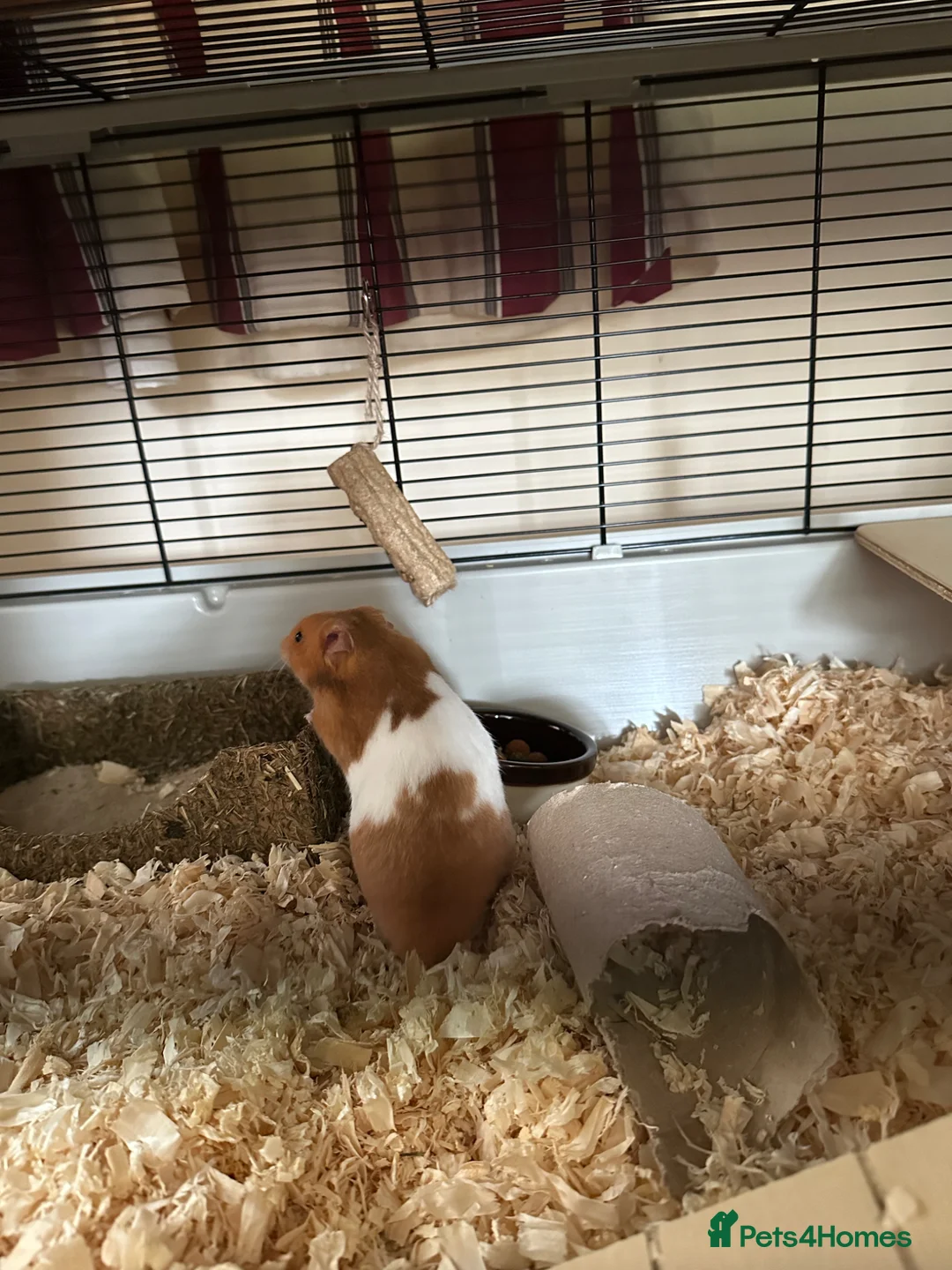 Hamster rodents for sale: Ginger and white hamster  in Llanidloes - Advert 2