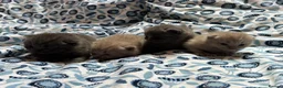 British Shorthair cats for sale: Pedigree British Blue/ Lilac Kittens - Advert 12