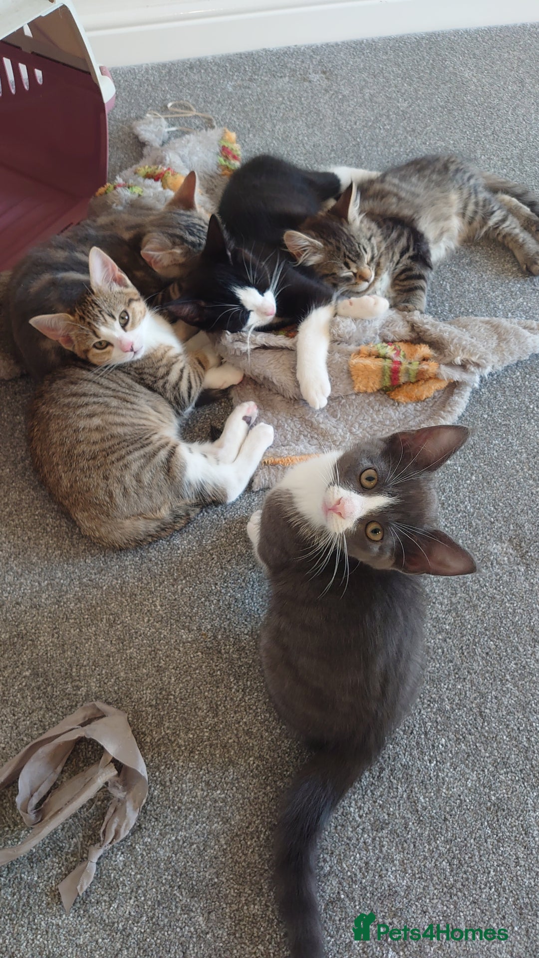 Mixed Breed cats for sale: Kittens ready now - Advert 12