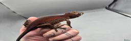 Gecko reptiles for sale: Proven breeder Red striped gargoyle gecko - Advert 9