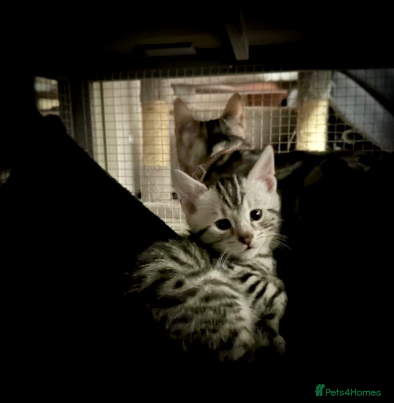 Bengal cats ✨ Bengal Kittens – Pet Homes (TICA Registerable) - Advert 5