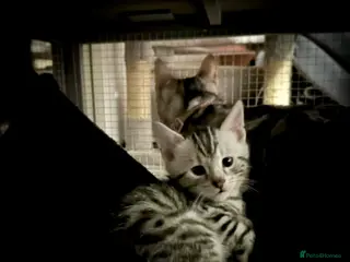 Bengal cats ✨ Bengal Kittens – Pet Homes (TICA Registerable) - Advert 5