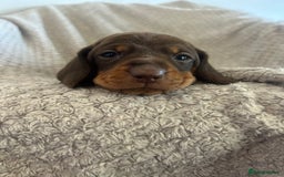 Dachshund dogs for sale: Puppies - Image 4