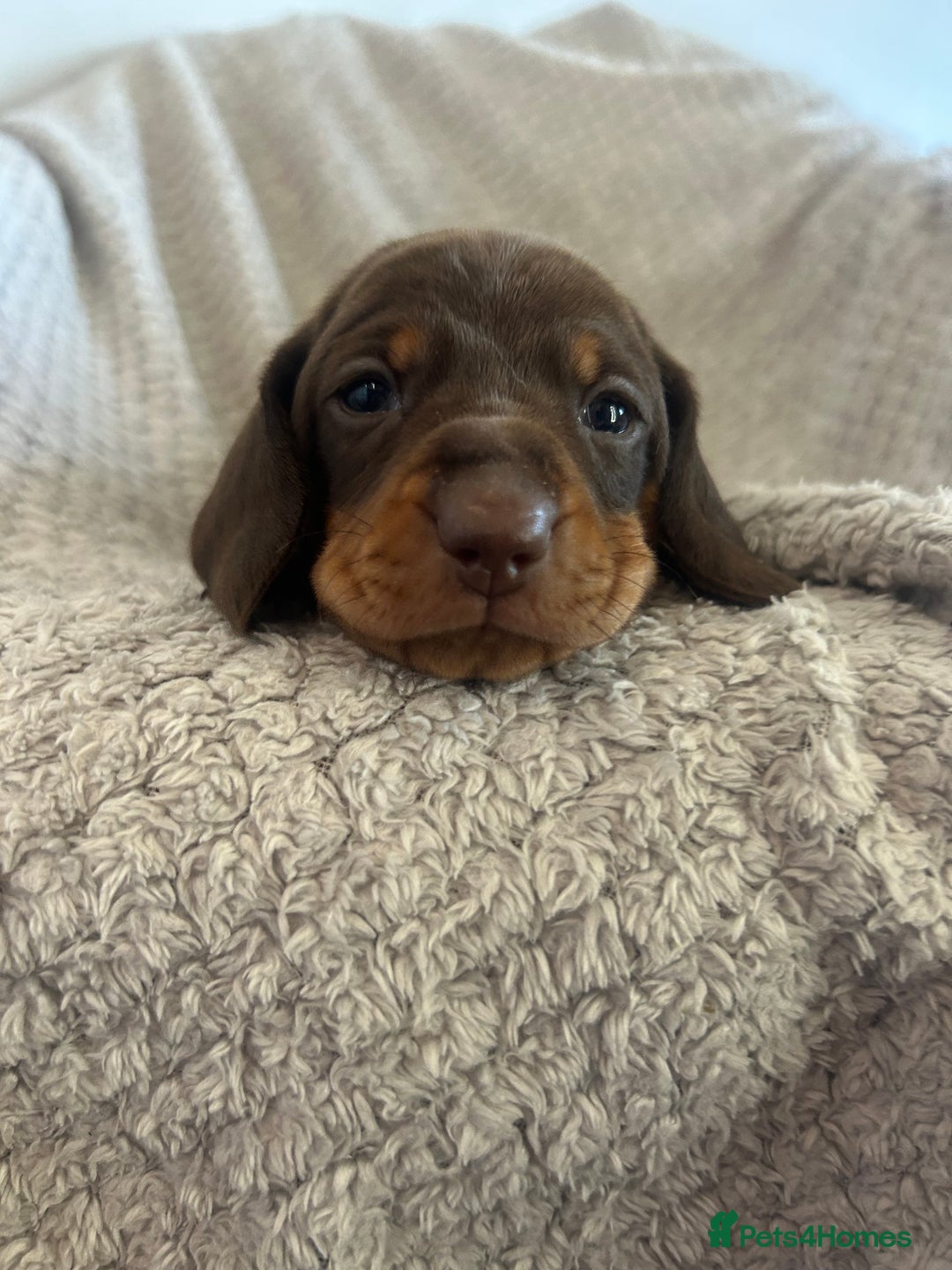 Dachshund dogs for sale: Puppies - Image 4