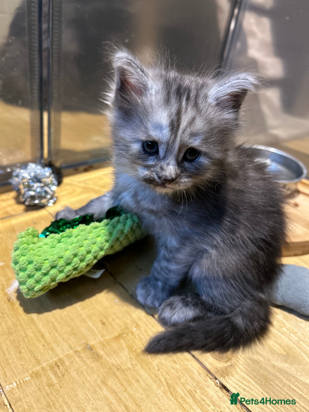 Maine Coon cats for sale: 🐾 Proven TICA  Maine Coon Queen – Black Smoke 🐾 - Image 14