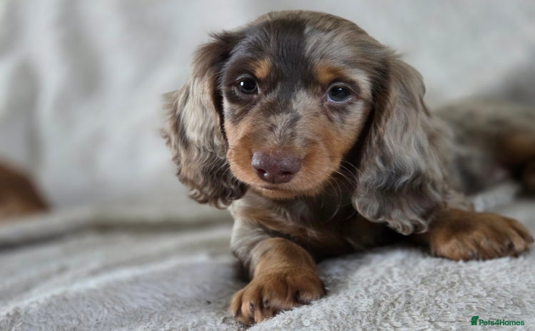 Miniature Dachshund dogs - Advert 14