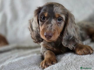 Miniature Dachshund dogs - Advert 4