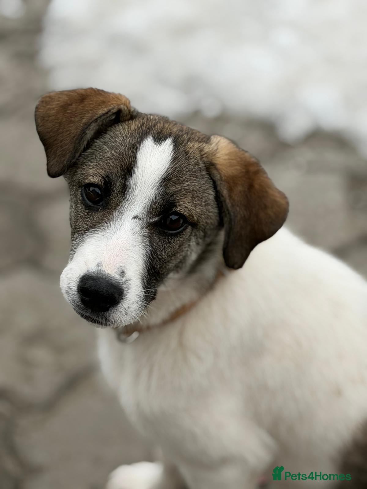 Mixed Breed dogs 🐾 SILVA – The Little Survivor of the Woods 🌿🤍 - Advert 1