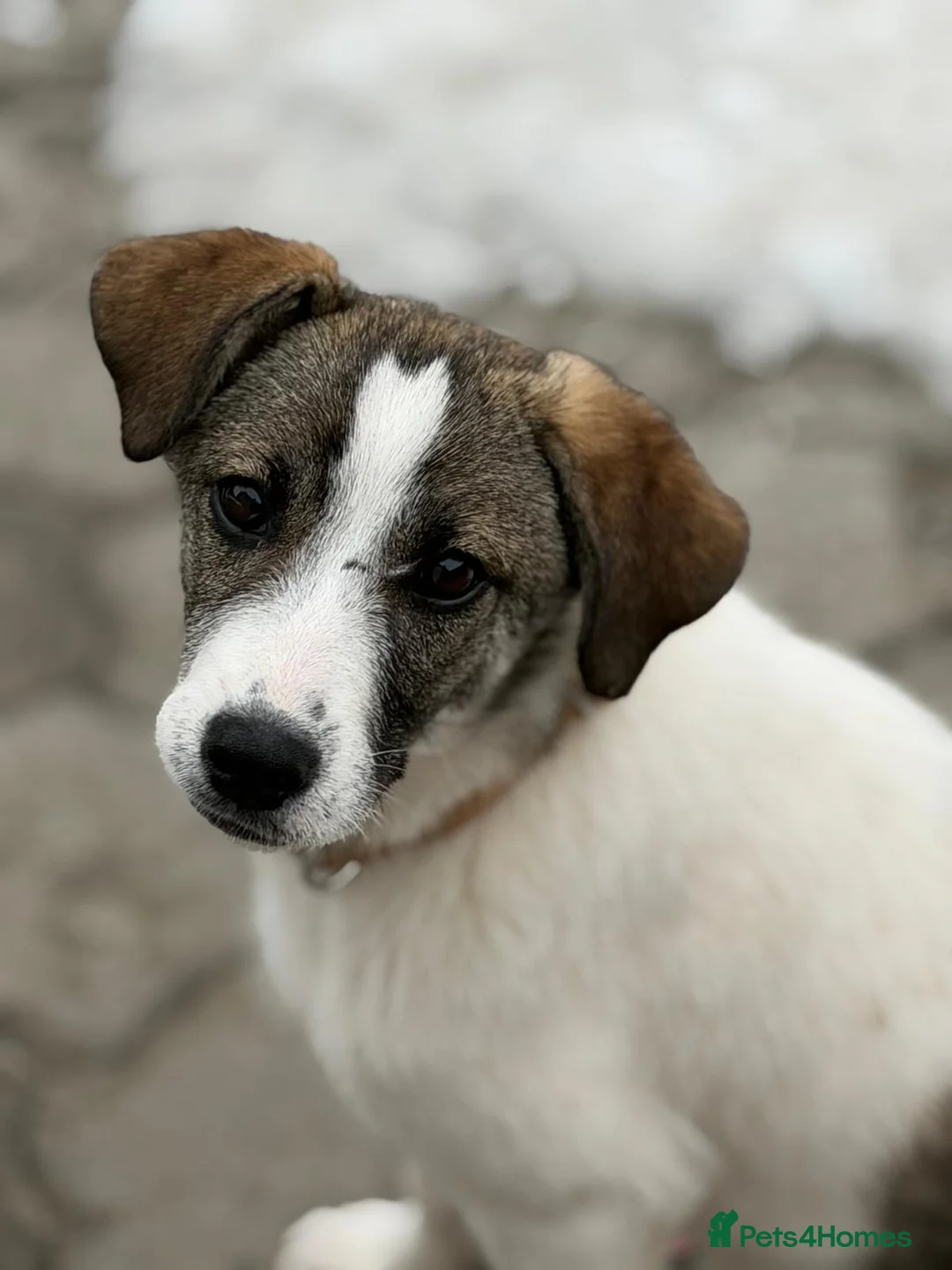 Mixed Breed dogs for adoption: 🐾 SILVA – The Little Survivor of the Woods 🌿🤍 - Advert 1