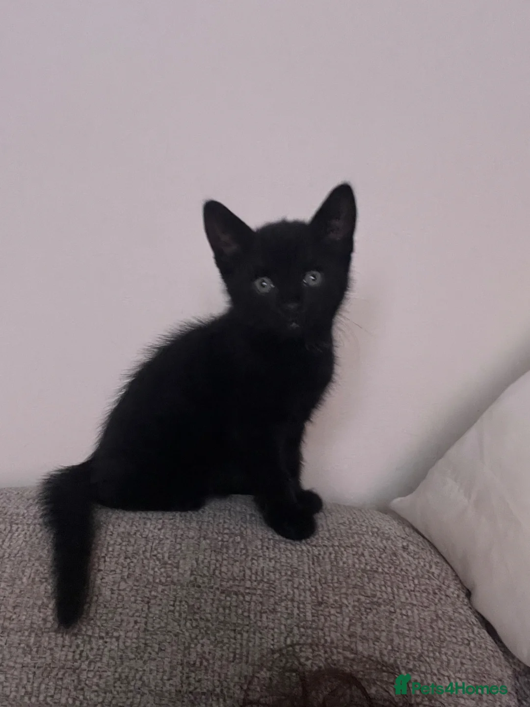 Mixed Breed cats for sale: 3 boys - Advert 2