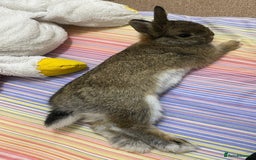 Netherland Dwarf rabbits for sale: Netherlands Dwarf rabbit for sale! - Image 2