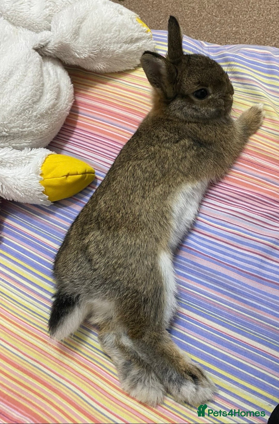 Netherland Dwarf rabbits for sale: Netherlands Dwarf rabbit for sale! - Image 2