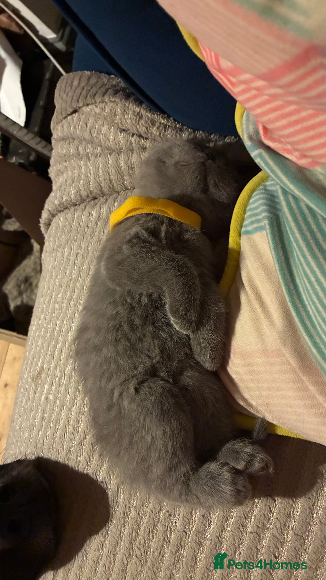 Scottish Fold cats for sale: 6 beautiful Scottish fold kittens - Advert 12