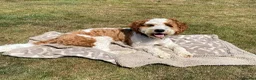 Cavapoochon dogs for sale: 9 month old Cavapoochon  - Advert 9