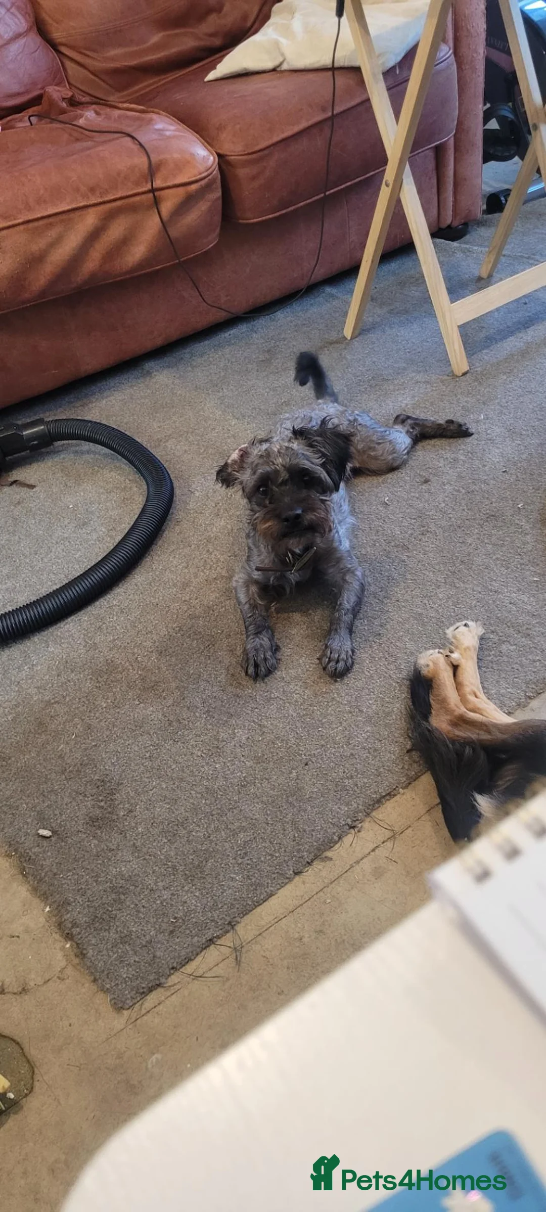 Mixed Breed dogs for sale: Male 4 year old dog. Please read description first in Southend-on-Sea - Advert 2