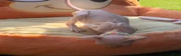 Sphynx cats for sale: Beautiful Sphynx Kittens Available  in Willenhall - Advert 7