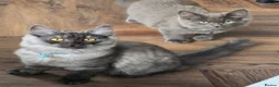 Mixed Breed cats for sale: Beautiful Siberian x Nebelung kittens  - Advert 6