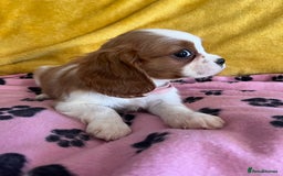 Cavalier King Charles Spaniel dogs for sale: Stunning cavalier King Charles puppies  - Image 6