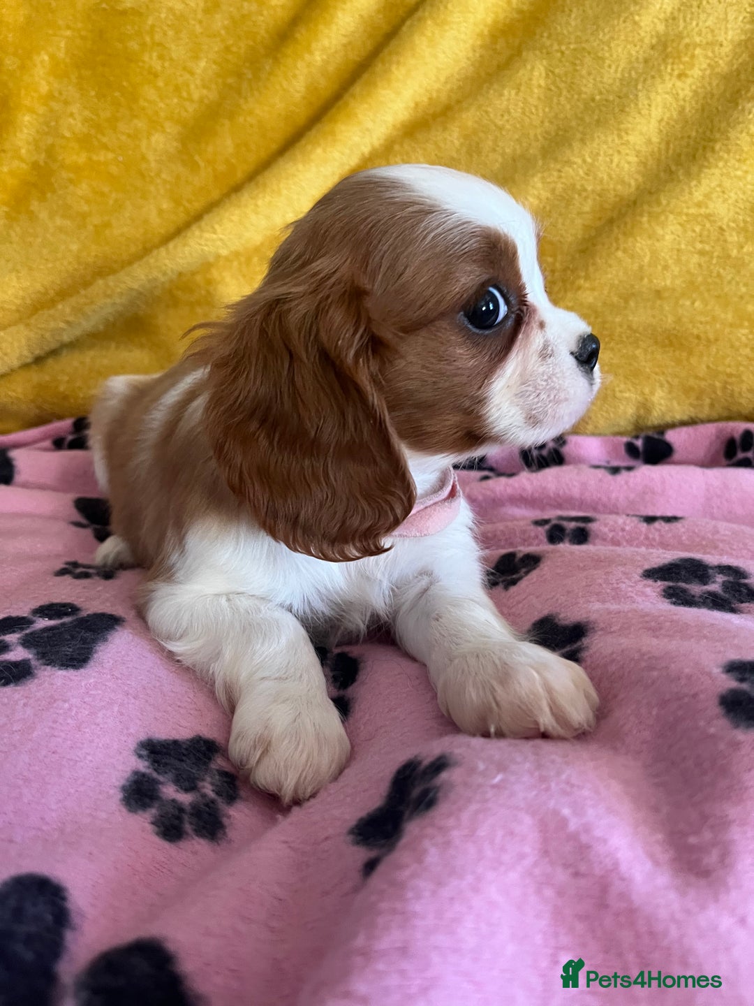 Cavalier King Charles Spaniel dogs for sale: Stunning cavalier King Charles puppies  - Image 6