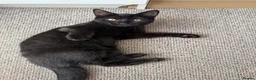 Mixed Breed cats for sale: Cats for sale  - Advert 2