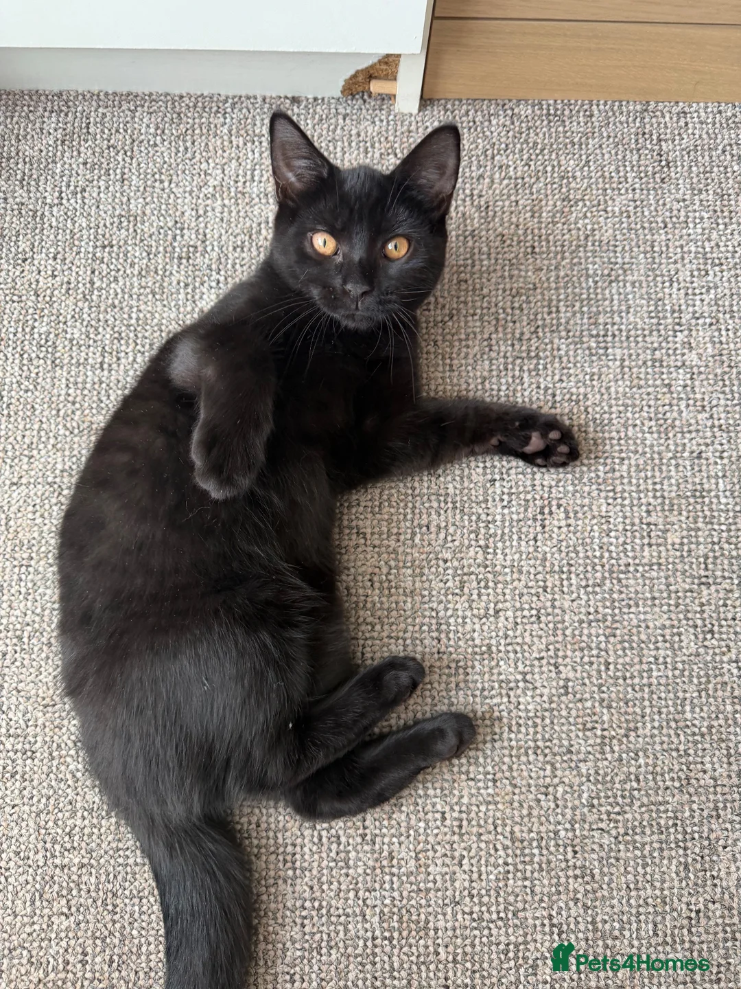 Mixed Breed cats for sale: Cats for sale  - Advert 2