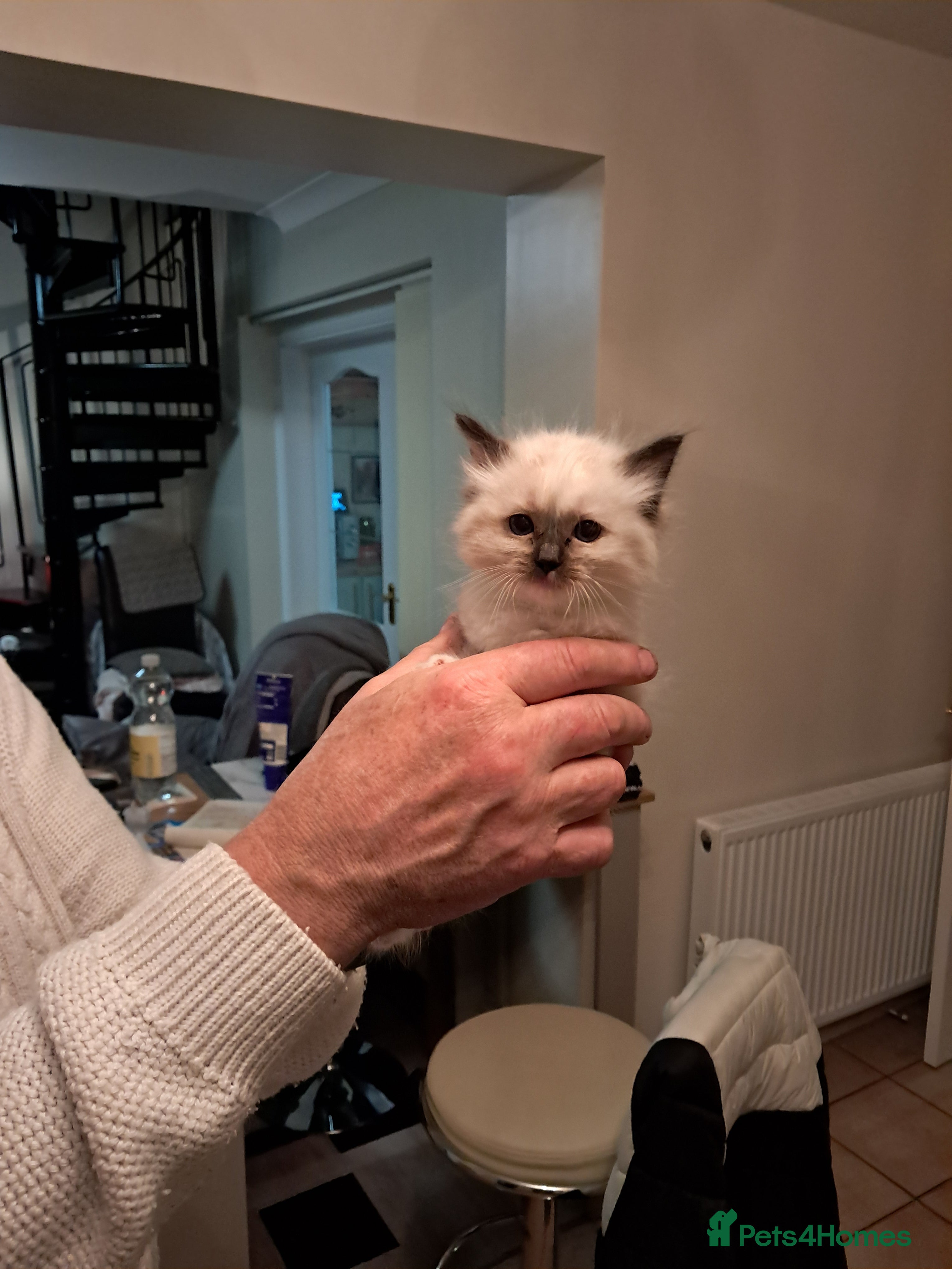 Ragdoll cats Adorable GCCF Ragdoll kittens - Advert 6