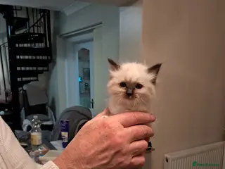 Ragdoll cats Adorable GCCF Ragdoll kittens - Advert 6