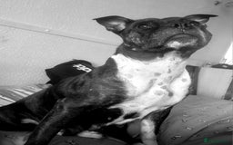 Staffordshire Bull Terrier dogs for sale: Staffy Babies Ready to leave - Image 38