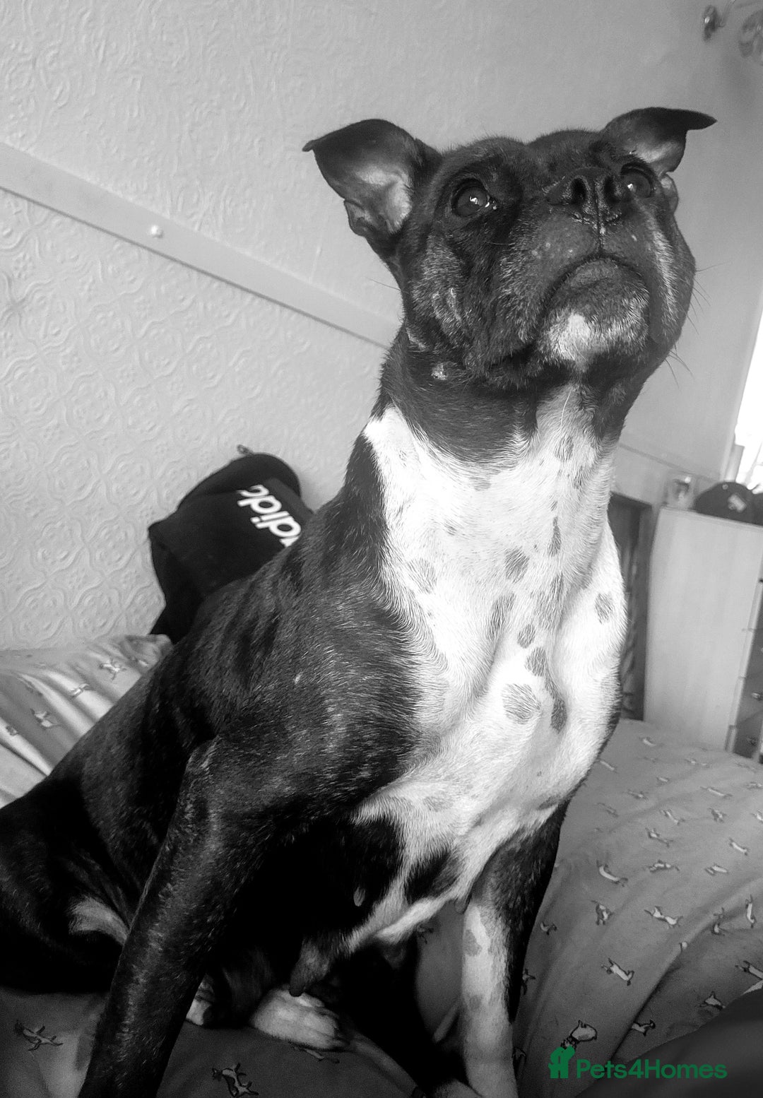 Staffordshire Bull Terrier dogs for sale: Staffy Babies Ready to leave - Image 38