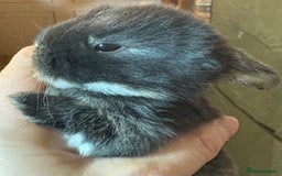 Rex rabbits for sale: Two beautiful rabbit litters - Image 27