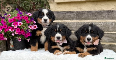 Bernese Mountain Dog dogs - Advert 5