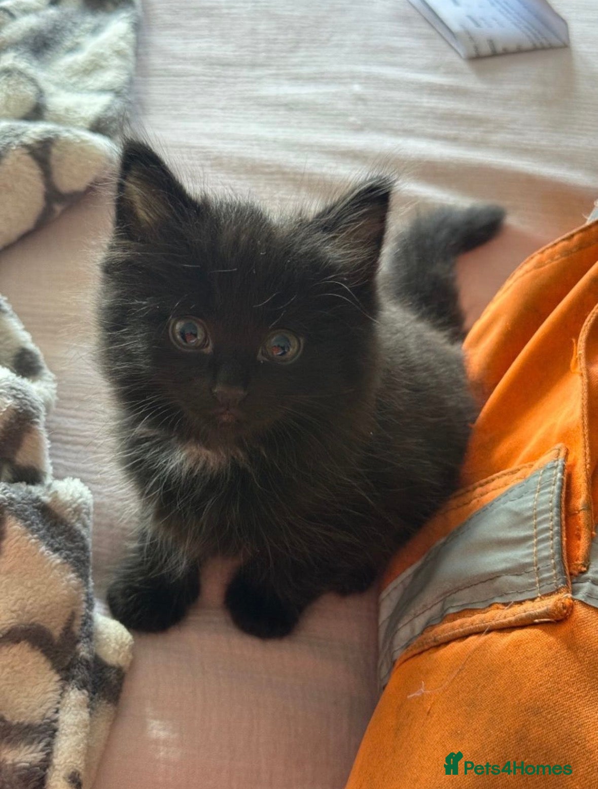 Domestic Shorthair cats Black fluffy male kitten  - Advert 9