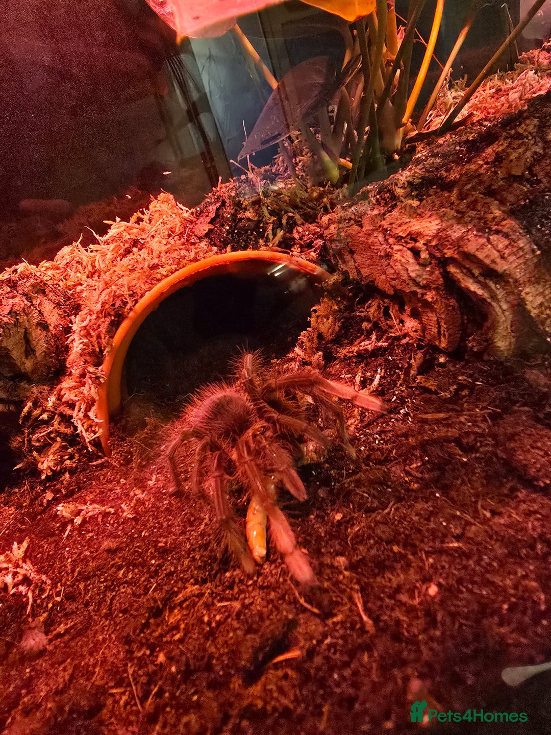 Tarantulas invertebrates for sale: Pink toe goliath/theraphosa apophysis  - Advert 2