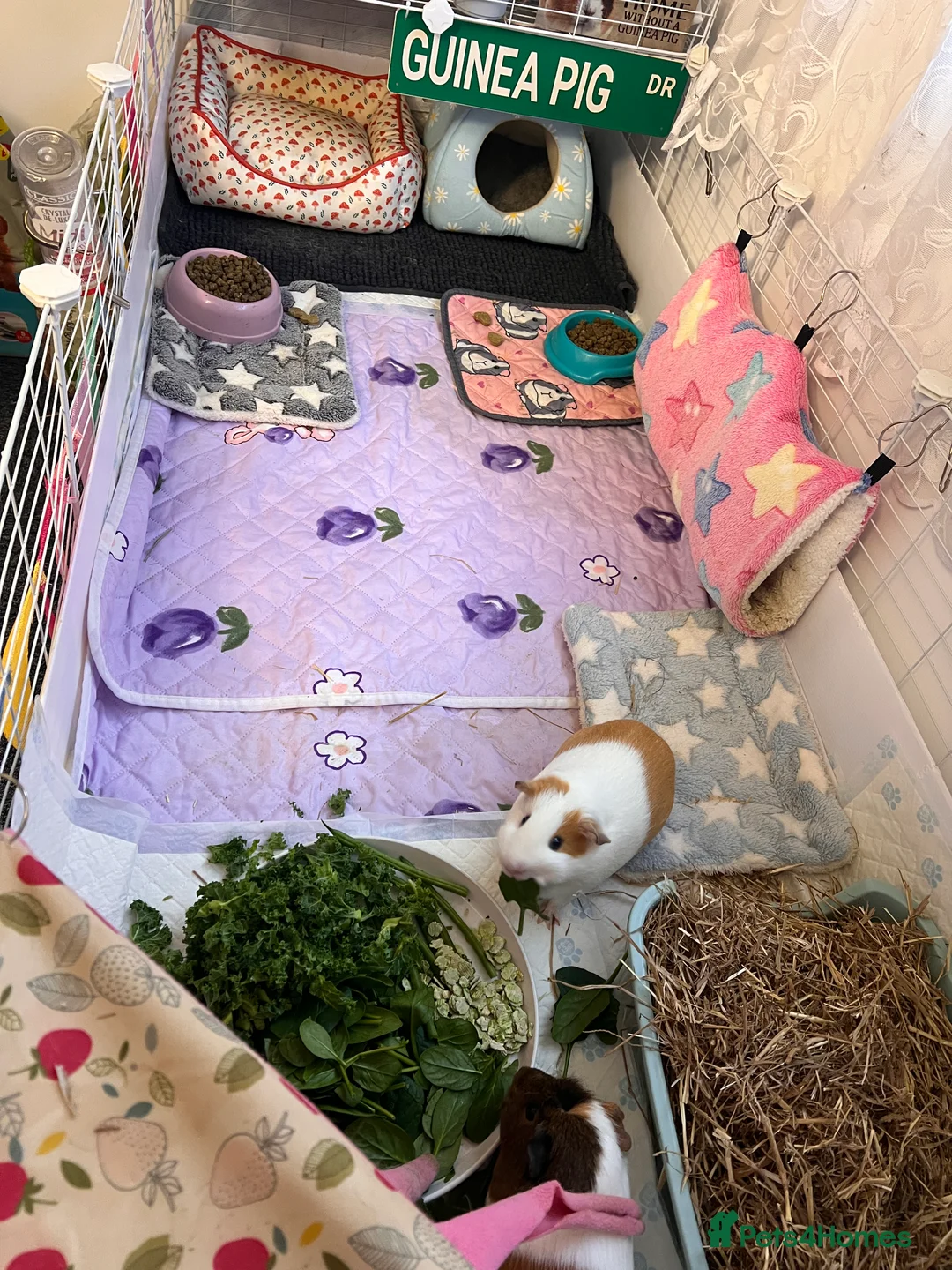 Guinea Pig rodents for sale: Two Bonded Female Piggies in Bridgwater - Advert 7