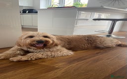 Goldendoodle dogs for sale: Multigenerational Puppies Waiting List - Advert 19