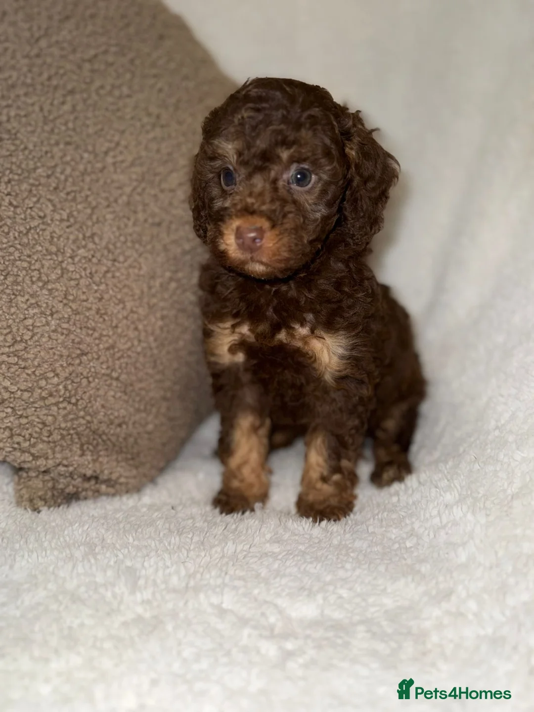 Miniature Poodle dogs for sale: Stunning Chocolate Miniature Poodles - Advert 4