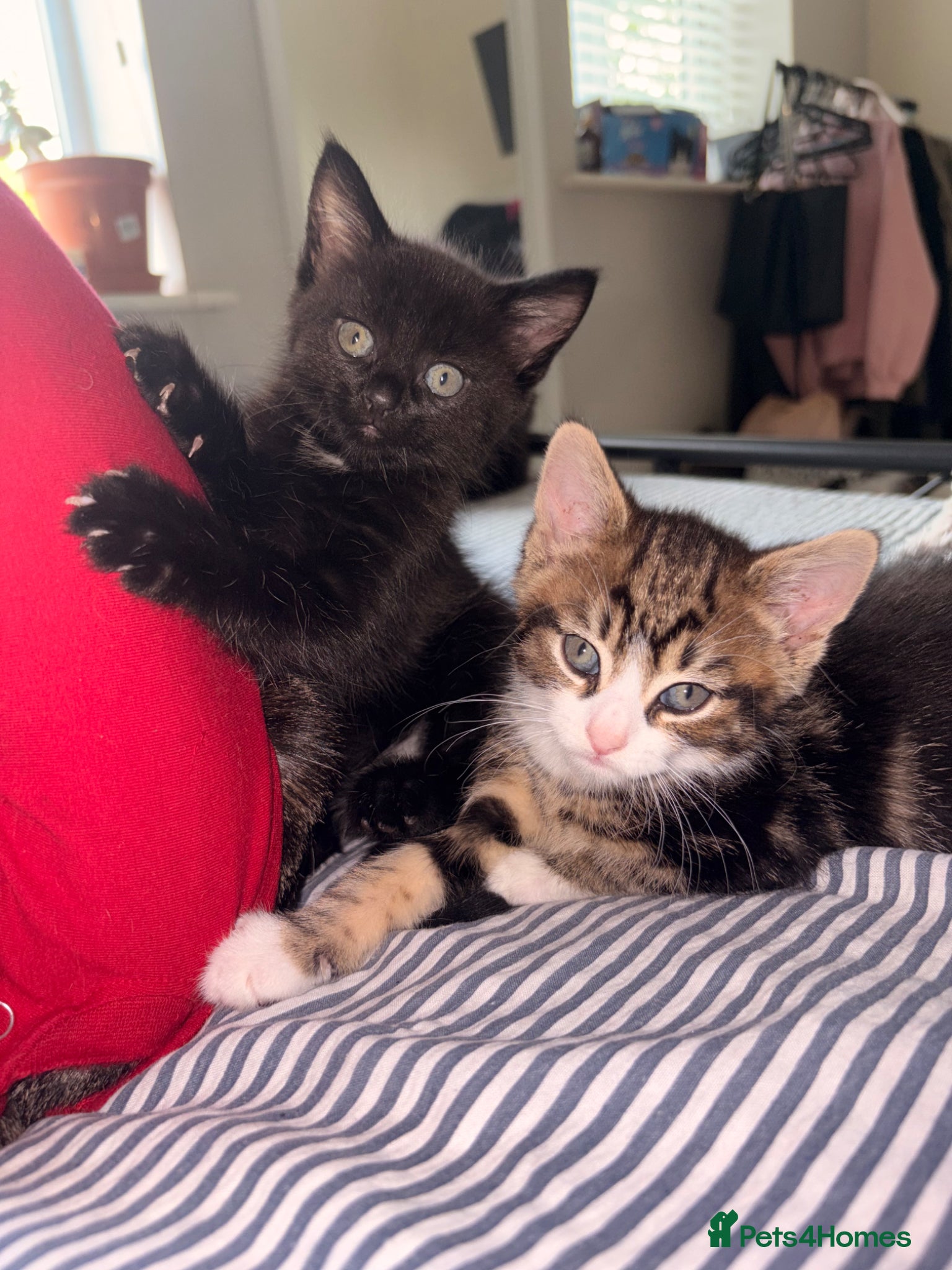 Mixed Breed cats 5 kittens for sale. - Advert 2