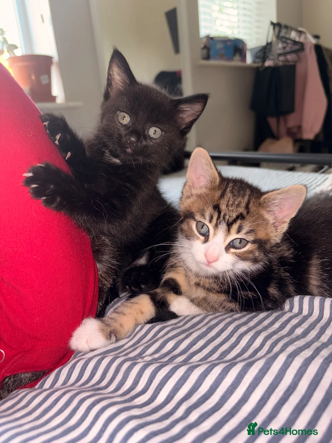 Mixed Breed cats for sale: 5 kittens for sale. in Wolverhampton - Advert 1