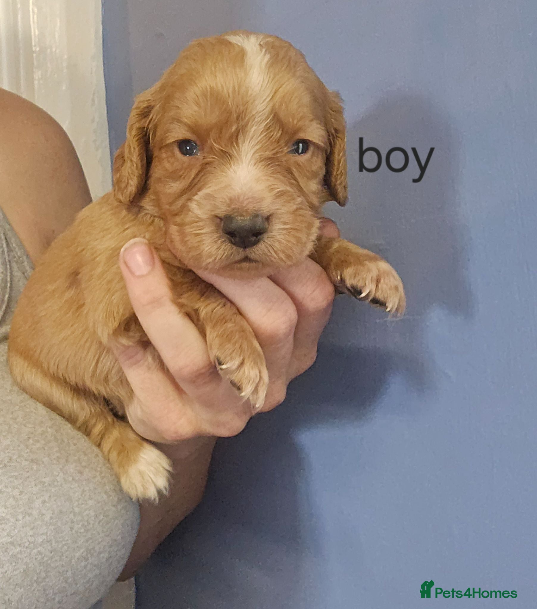 Cocker Spaniel dogs Cocker spaniel puppies 🐶  - Advert 2