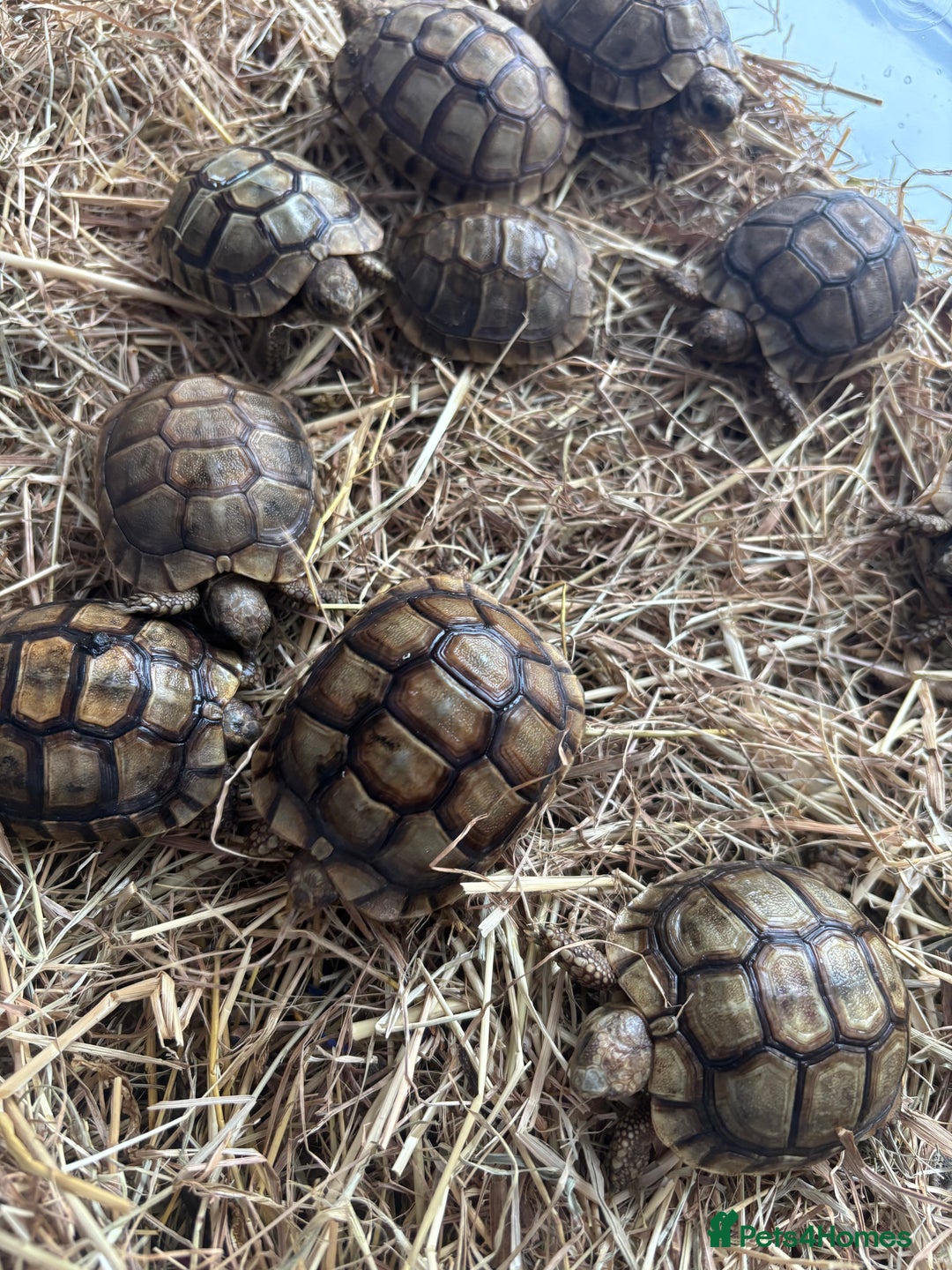 Tortoise reptiles for sale: Tortoise - Advert 2