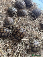 Tortoise reptiles Tortoise - Advert 4