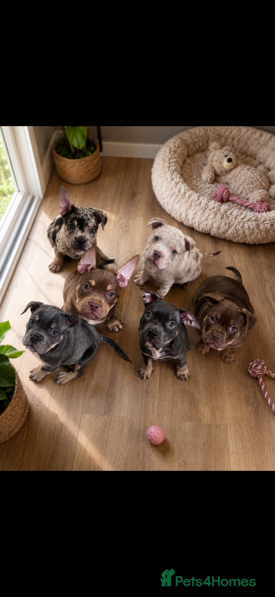 Mixed Breed dogs FrenchieXPocketBully Pups - Advert 15
