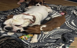 Boxer dogs for sale: Bouncy beautiful boxers  - Image 4