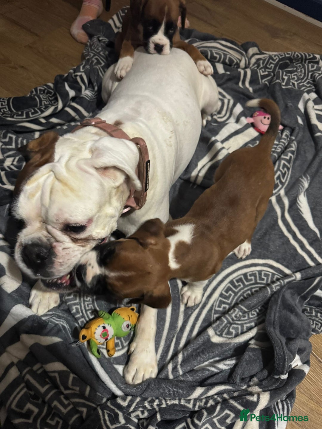 Boxer dogs for sale: Bouncy beautiful boxers  - Image 4