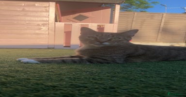 Bengal cats in Manchester - Advert 10