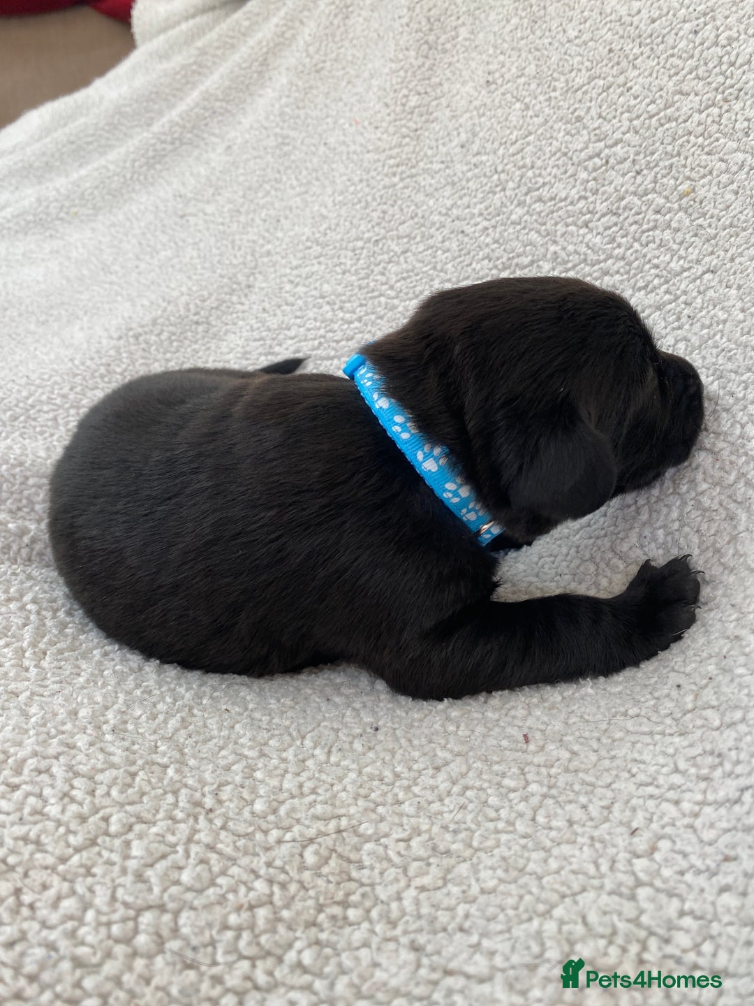 Labrador Retriever dogs for sale: Stunning Labrador Puppies - Image 32