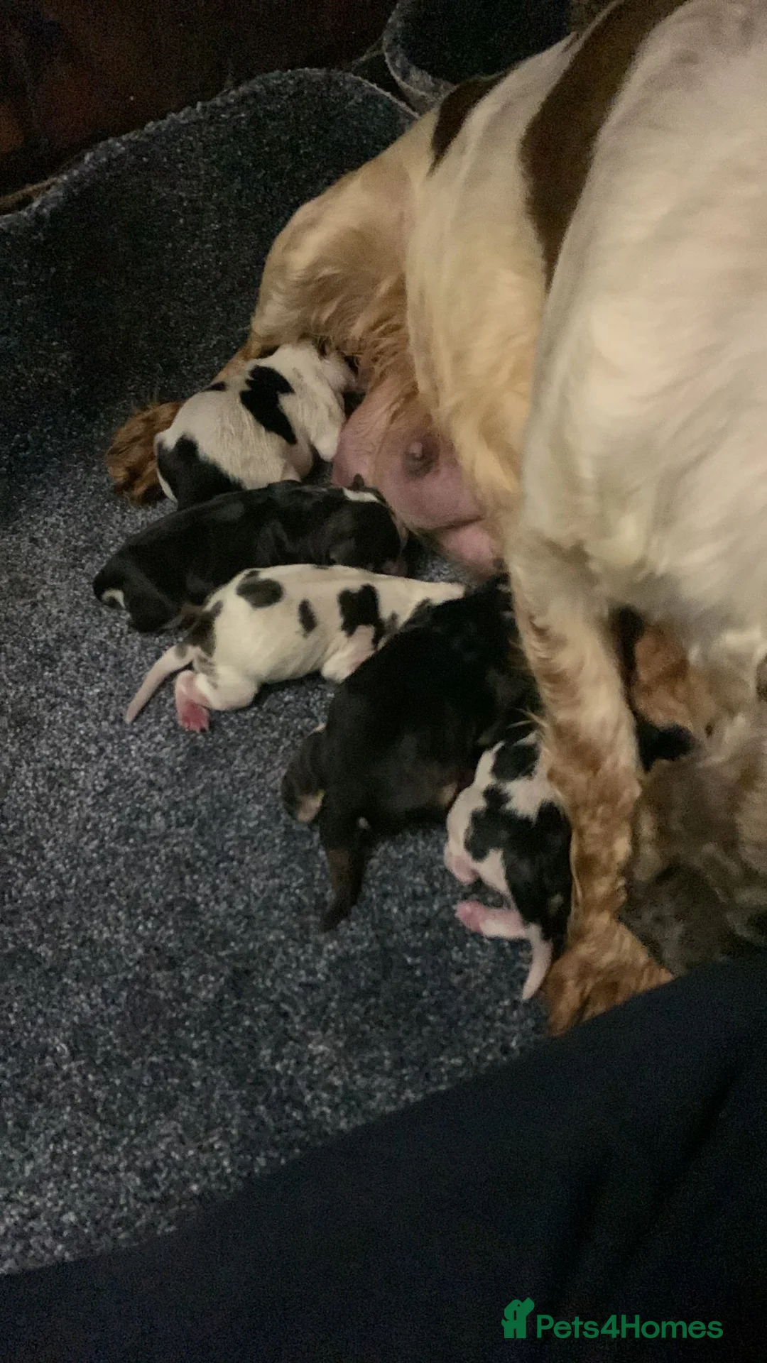 Cocker Spaniel dogs for stud: KC Sable Show Cocker STUD champ lines in Sandbach - Advert 10