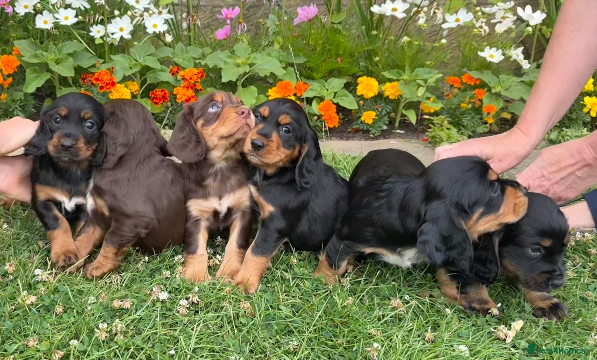 Cocker Spaniel dogs Working Cocker Spaniel Puppies - Advert 1
