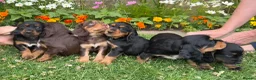 Cocker Spaniel dogs for sale: Working Cocker Spaniel Puppies - Advert 1