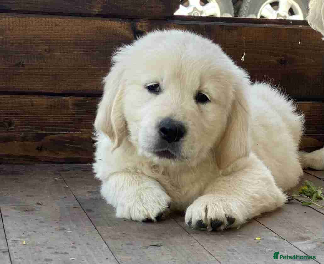 Golden Retriever dogs for sale: Delightfully litter golden retriever puppies in Baldock - Advert 5